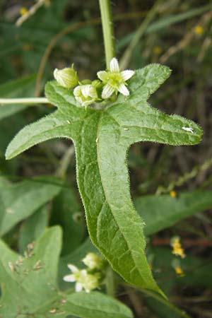 Bryonia dioica \ Rotfrchtige Zaunrbe / Red-Berried Bryony, D Bad Dürkheim 2.7.2011