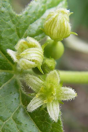 Bryonia dioica \ Rotfrchtige Zaunrbe / Red-Berried Bryony, D Bad Dürkheim 2.7.2011