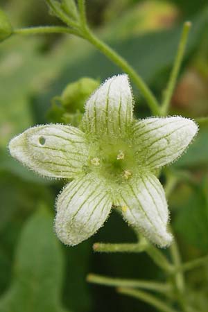 Bryonia dioica \ Rotfrchtige Zaunrbe / Red-Berried Bryony, D Mannheim 13.7.2012