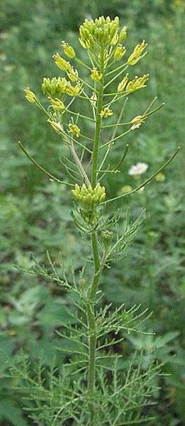 Descurainia sophia \ Besen-Rauke / Flixweed, Tansy Mustard, D Mannheim 18.5.2006