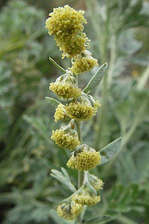 Artemisia absinthium \ Wermut / Wormwood, D Mannheim 16.9.2006