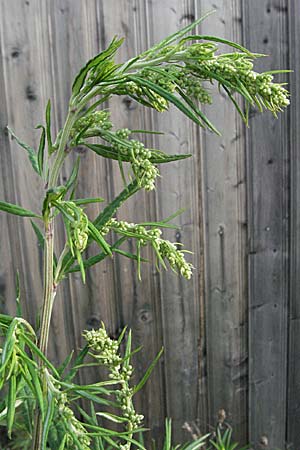 Artemisia verlotiorum \ Ostasiatischer Beifu, Kamtschatka-Beifu / Chinese Mugwort, D Heidelberg 4.10.2006