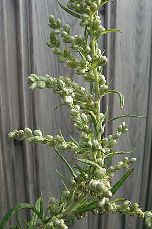 Artemisia verlotiorum \ Ostasiatischer Beifu, Kamtschatka-Beifu / Chinese Mugwort, D Heidelberg 4.10.2006