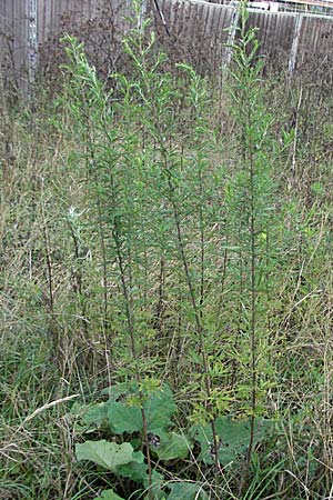 Artemisia verlotiorum \ Ostasiatischer Beifu, Kamtschatka-Beifu / Chinese Mugwort, D Heidelberg 4.10.2006