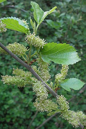 Morus alba \ Weier Maulbeerbaum / Chinese White Mulberry, D Mannheim 18.4.2007