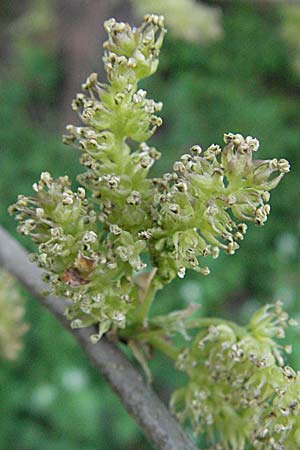 Morus alba \ Weier Maulbeerbaum / Chinese White Mulberry, D Mannheim 18.4.2007