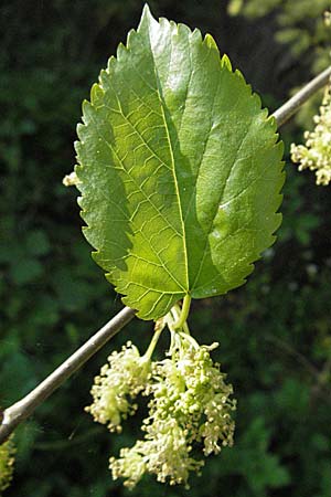 Morus alba \ Weier Maulbeerbaum / Chinese White Mulberry, D Mannheim 18.4.2007