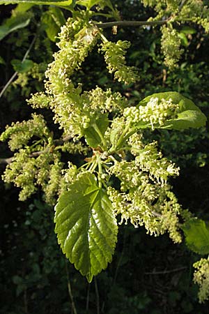 Morus alba \ Weier Maulbeerbaum / Chinese White Mulberry, D Mannheim 18.4.2007