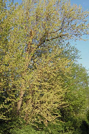 Morus alba \ Weier Maulbeerbaum / Chinese White Mulberry, D Mannheim 18.4.2007