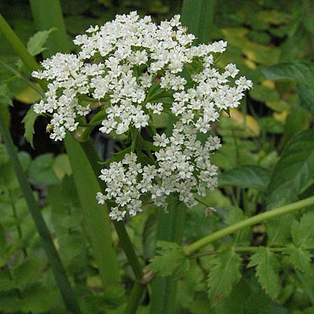 Berula erecta \ Aufrechte Bach-Berle, Aufrechter Merk / Lesser Water Parsnip, D Pforzheim 23.6.2007