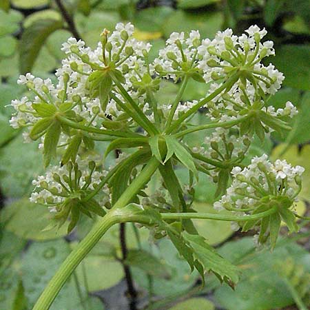 Berula erecta \ Aufrechte Bach-Berle, Aufrechter Merk / Lesser Water Parsnip, D Pforzheim 23.6.2007