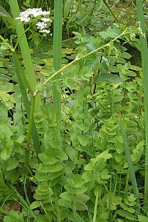 Berula erecta \ Aufrechte Bach-Berle, Aufrechter Merk / Lesser Water Parsnip, D Pforzheim 23.6.2007