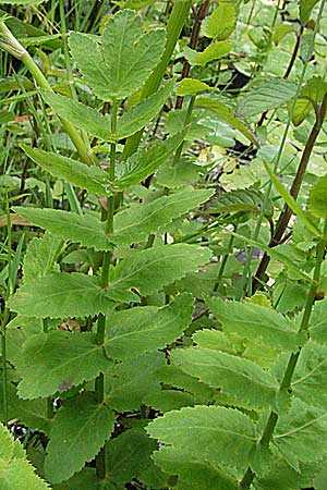 Berula erecta \ Aufrechte Bach-Berle, Aufrechter Merk / Lesser Water Parsnip, D Pforzheim 23.6.2007