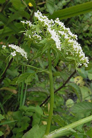 Berula erecta \ Aufrechte Bach-Berle, Aufrechter Merk / Lesser Water Parsnip, D Pforzheim 23.6.2007