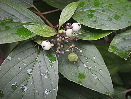 Cornus alba agg. \ Tatarischer Hartriegel / Red-Barked Dogwood, Siberian Dogwood, D Mannheim 19.8.2007