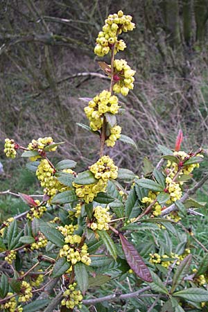 Berberis julianae \ Gro�bl�ttrige Berberitze, Julianes Berberitze / Juliane's Barberry, D Ingelheim 5.4.2008