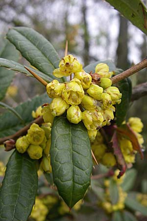 Berberis julianae \ Gro�bl�ttrige Berberitze, Julianes Berberitze / Juliane's Barberry, D Ingelheim 5.4.2008