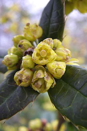Berberis julianae \ Gro�bl�ttrige Berberitze, Julianes Berberitze / Juliane's Barberry, D Ingelheim 5.4.2008