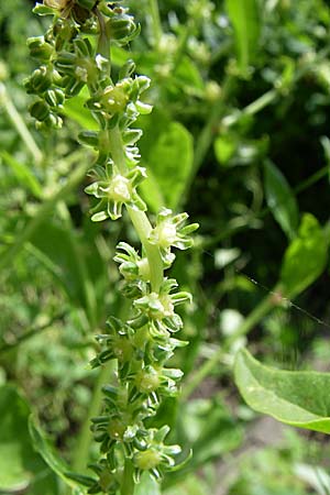Beta vulgaris subsp. cicla \ Mangold / Leaf Beet, Spinach Beet, D Pforzheim 5.7.2008