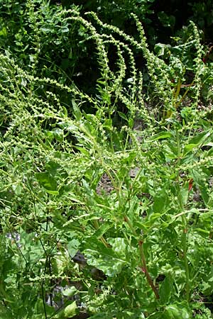 Beta vulgaris subsp. cicla \ Mangold / Leaf Beet, Spinach Beet, D Pforzheim 5.7.2008