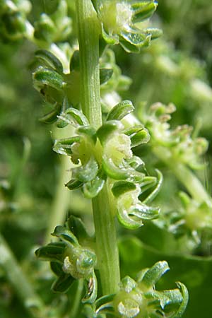 Beta vulgaris subsp. cicla \ Mangold / Leaf Beet, Spinach Beet, D Pforzheim 5.7.2008
