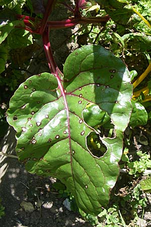 Beta vulgaris subsp. cicla \ Mangold / Leaf Beet, Spinach Beet, D Pforzheim 30.8.2008