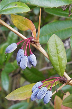 Berberis julianae \ Gro�bl�ttrige Berberitze, Julianes Berberitze / Juliane's Barberry, D Gr&uuml;nstadt 14.12.2008