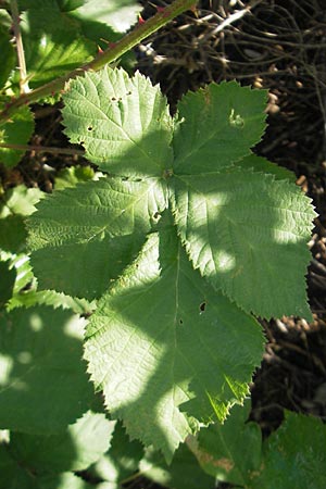 Rubus fruticosus agg. \ Brombeere / Bramble, Blackberry, D Mannheim 15.5.2011