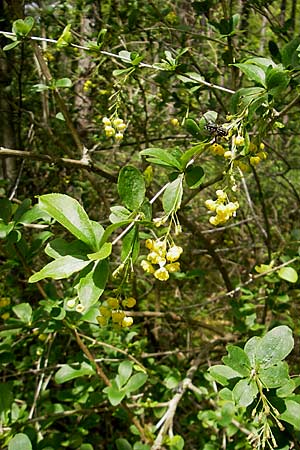 Berberis vulgaris \ Berberitze, Sauerdorn / Barberry, D Mosbach 12.5.2012