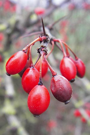 Berberis thunbergii \ Thunberg-Berberitze, Gr�ne Hecken-Berberitze / Thunberg's Barberry, Japanese Barberry, D Weinheim an der Bergstra&szlig;e 5.12.2012