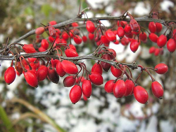Berberis thunbergii \ Thunberg-Berberitze, Gr�ne Hecken-Berberitze / Thunberg's Barberry, Japanese Barberry, D Weinheim an der Bergstra&szlig;e 8.12.2012