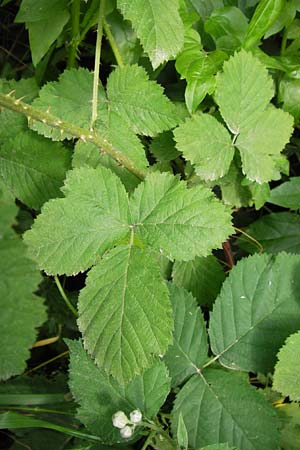 Rubus fruticosus agg. \ Brombeere / Bramble, Blackberry, D Eppingen-Elsenz 22.6.2013