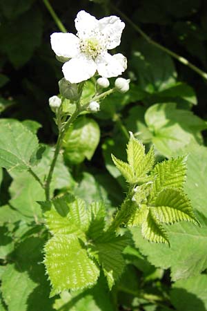 Rubus fruticosus agg. \ Brombeere / Bramble, Blackberry, D Eppingen-Elsenz 22.6.2013