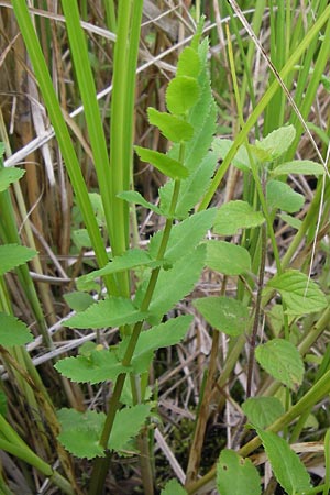 Berula erecta \ Aufrechte Bach-Berle, Aufrechter Merk / Lesser Water Parsnip, D Philippsburg 25.7.2013