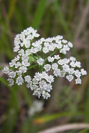 Berula erecta \ Aufrechte Bach-Berle, Aufrechter Merk / Lesser Water Parsnip, D Philippsburg 25.7.2013
