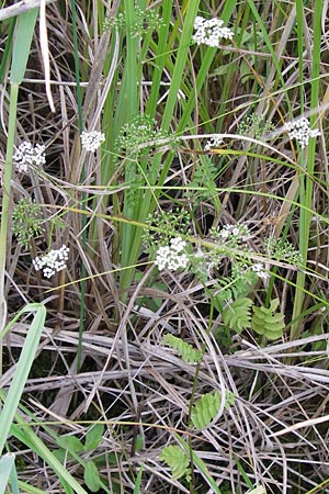 Berula erecta \ Aufrechte Bach-Berle, Aufrechter Merk / Lesser Water Parsnip, D Philippsburg 25.7.2013