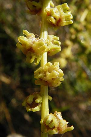 Beta vulgaris var. vulgaris \ Futter-Rbe, Zucker-Rbe / Beet, D Oppenheim 18.7.2014