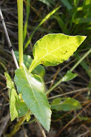 Beta vulgaris var. vulgaris \ Futter-Rbe, Zucker-Rbe / Beet, D Oppenheim 18.7.2014