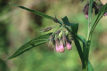 Symphytum officinale \ Gewhnlicher Arznei-Beinwell / Common Comfrey, D Mannheim 4.9.2005