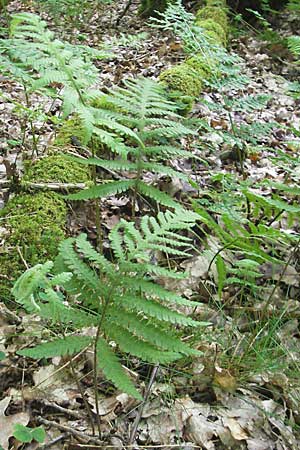 Phegopteris connectilis \ Buchen-Lappen-Farn / Beech Fern, D Odenwald, Langenthal 18.5.2009