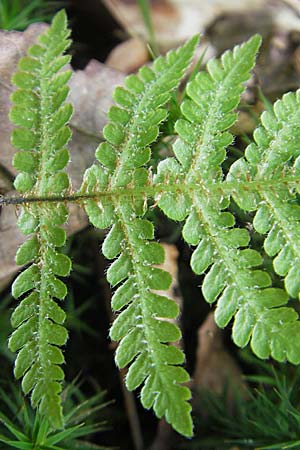Phegopteris connectilis \ Buchen-Lappen-Farn / Beech Fern, D Odenwald, Langenthal 18.5.2009