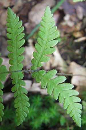 Phegopteris connectilis \ Buchen-Lappen-Farn / Beech Fern, D Odenwald, Langenthal 18.5.2009