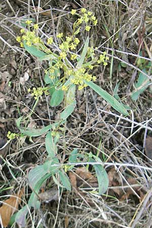 Bupleurum falcatum \ Langblttriges Hasenohr, Sichelblttriges Hasenohr / Sickle-Leaved Hare's Ear, D Bad Dürkheim 8.1.2012