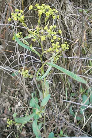 Bupleurum falcatum \ Langblttriges Hasenohr, Sichelblttriges Hasenohr / Sickle-Leaved Hare's Ear, D Bad Dürkheim 8.1.2012