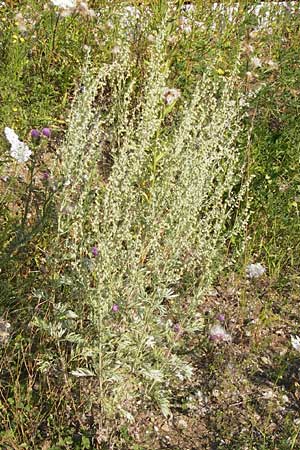 Artemisia absinthium \ Wermut / Wormwood, D Mannheim 24.7.2012