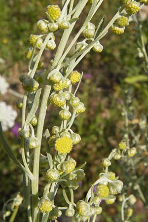 Artemisia absinthium \ Wermut / Wormwood, D Mannheim 24.7.2012