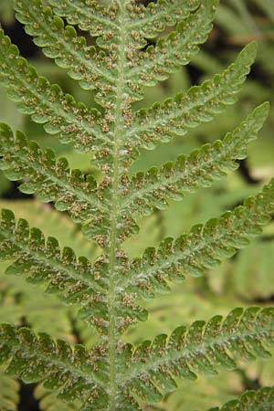 Phegopteris connectilis \ Buchen-Lappen-Farn / Beech Fern, D Odenwald, Erbach 6.10.2012
