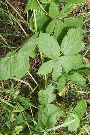 Rubus cuspidatus ? \ Zugespitzte Haselblatt-Brombeere / Cuspidate Bramble, D Eppingen-Elsenz 22.6.2013
