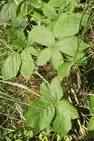 Rubus cuspidatus ? \ Zugespitzte Haselblatt-Brombeere / Cuspidate Bramble, D Eppingen-Elsenz 22.6.2013