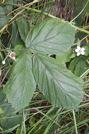 Rubus cuspidatus ? \ Zugespitzte Haselblatt-Brombeere / Cuspidate Bramble, D Eppingen-Elsenz 22.6.2013